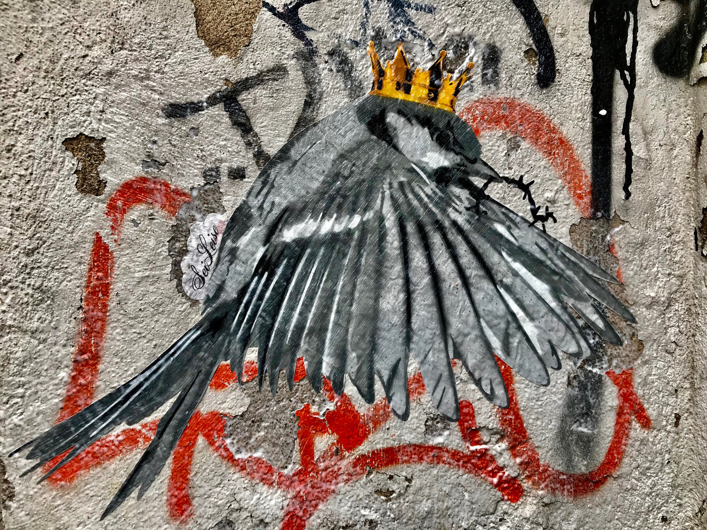 "Zaunkönig" / Saure Gurke #116