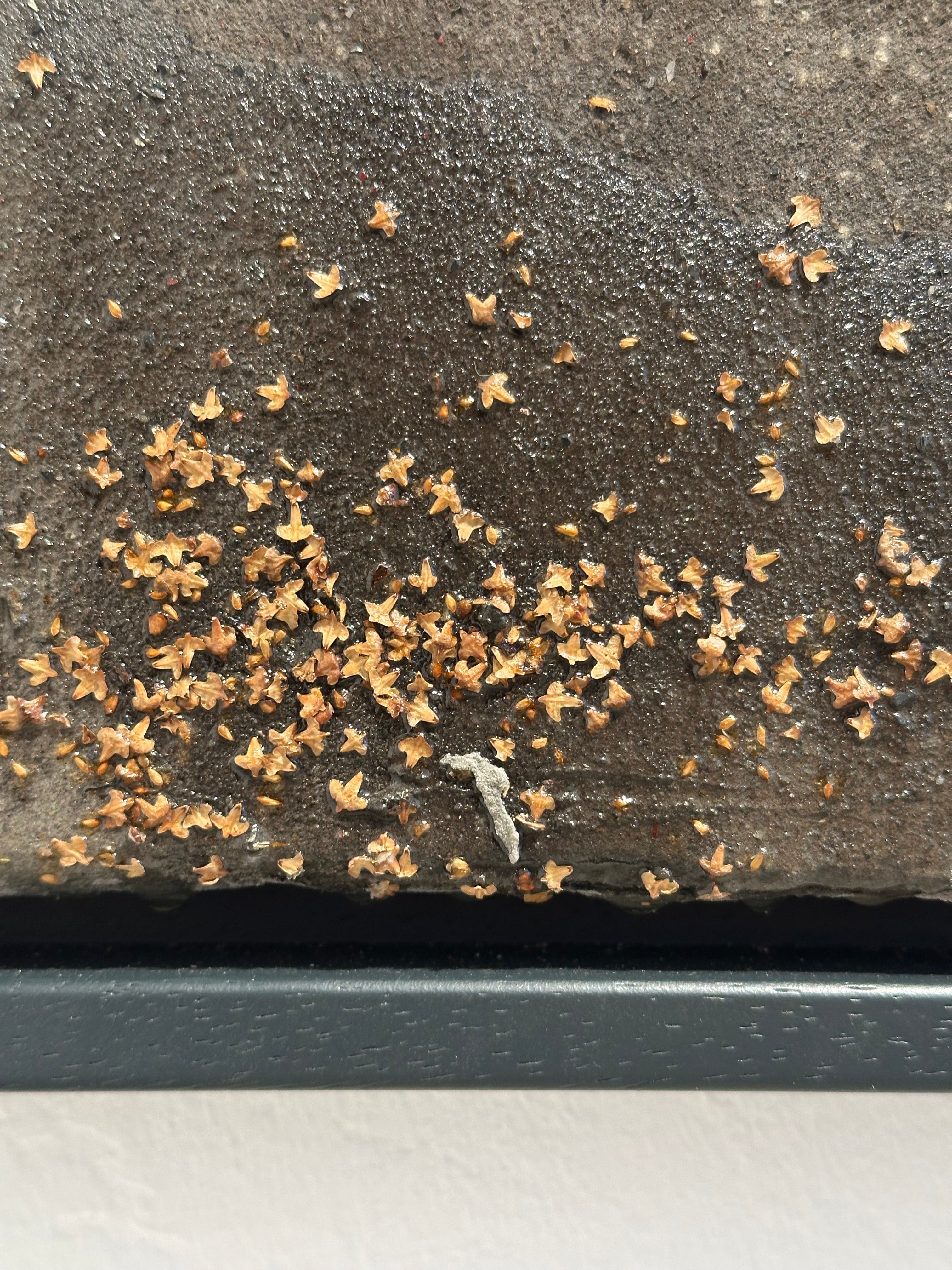 "on behalf" / limited original