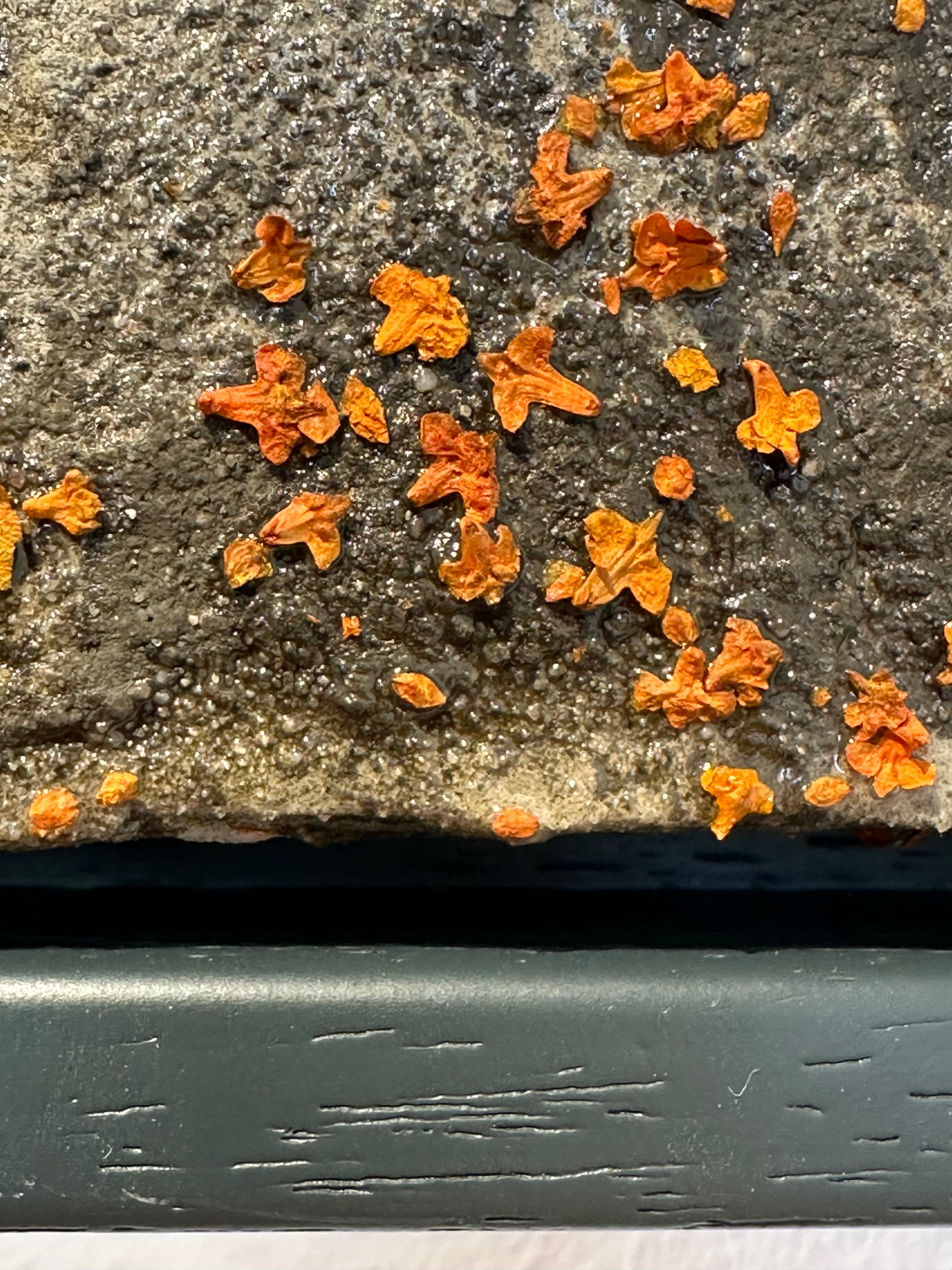 "First Aid" / limited original